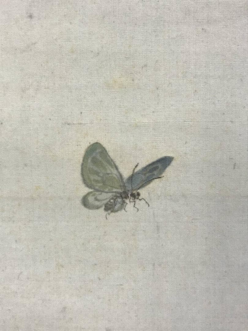 真作/田中梧堂/胡蝶舞遊図/蝶図/花鳥図/掛軸/名家伝来/AD-954