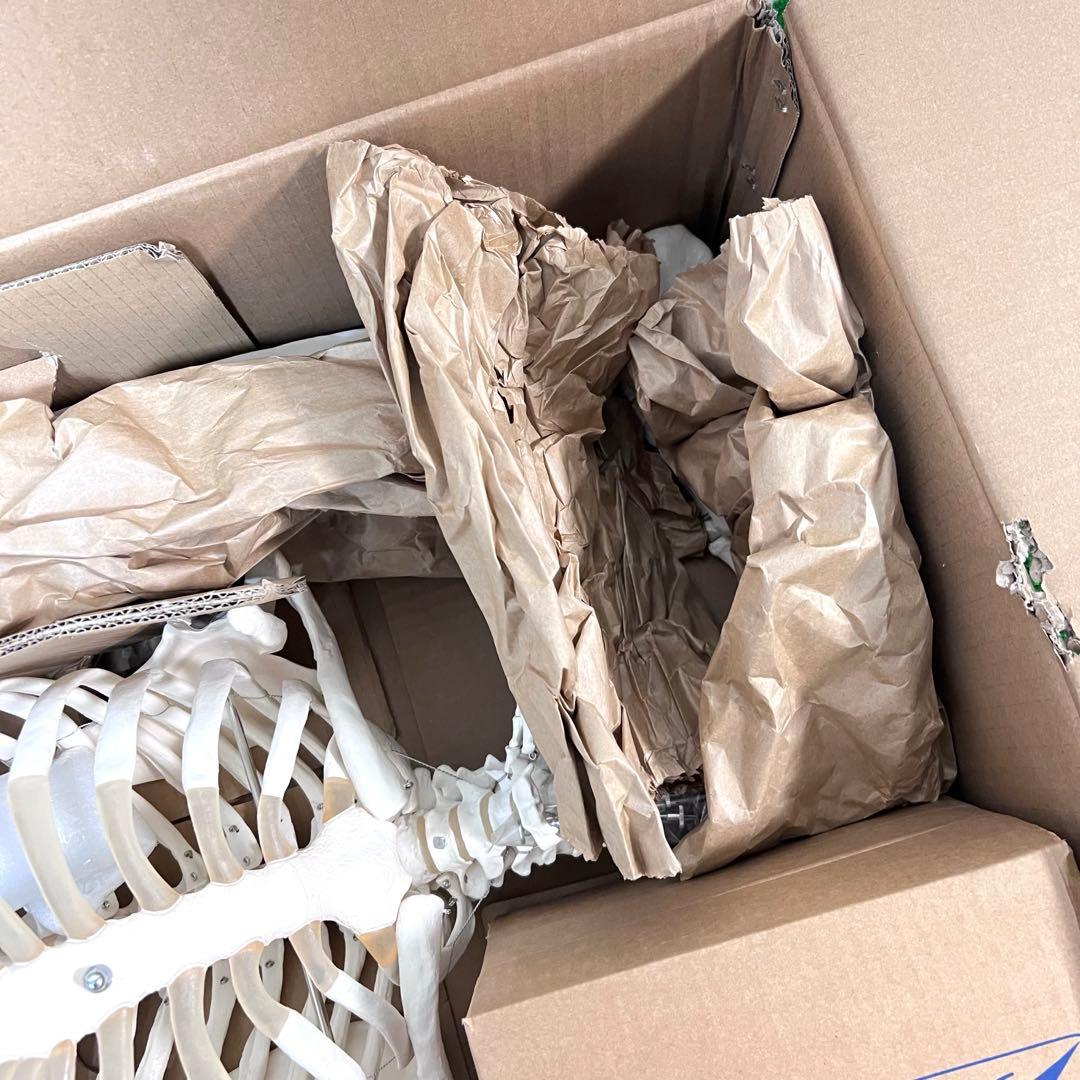 未使用品　人体模型 人体骨格モデルA10 3B SmartAnatomy