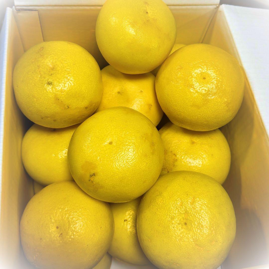 文旦　水晶文旦　みかん　好きに　　90