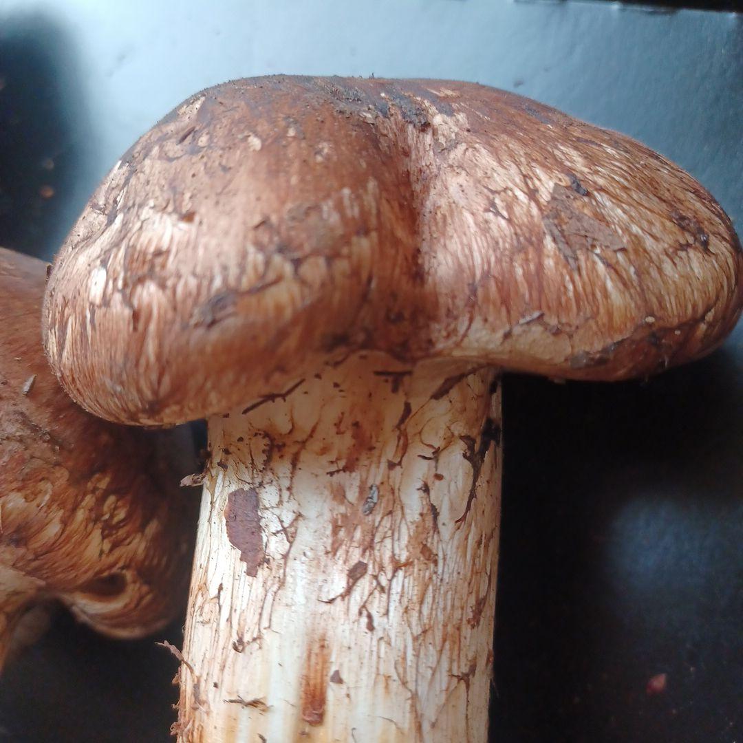 岩手県産　特大松茸　420g