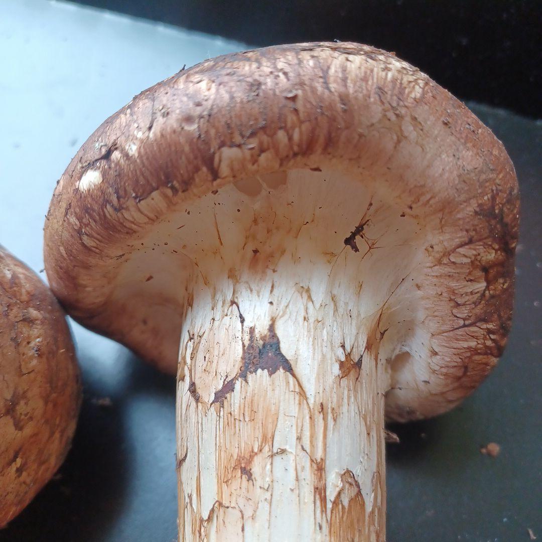 岩手県産　特大松茸　420g