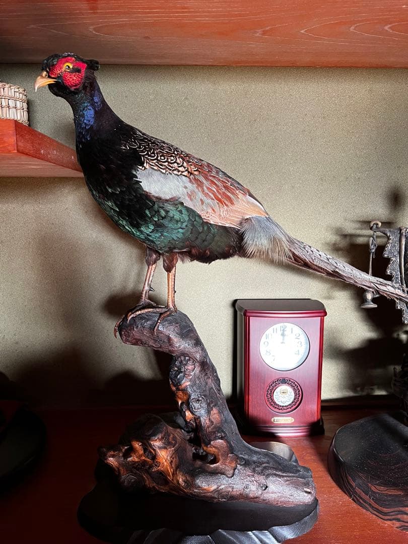 骨董品 キジの剥製 置物