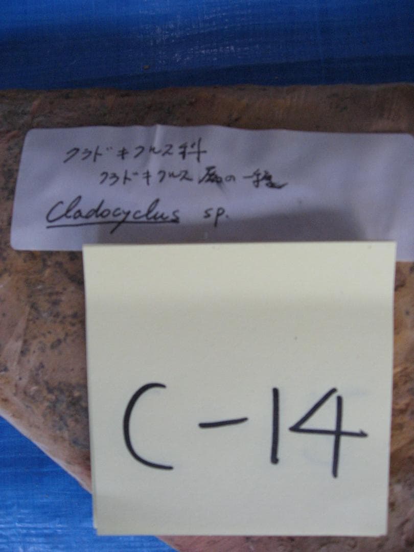 化石　C-14