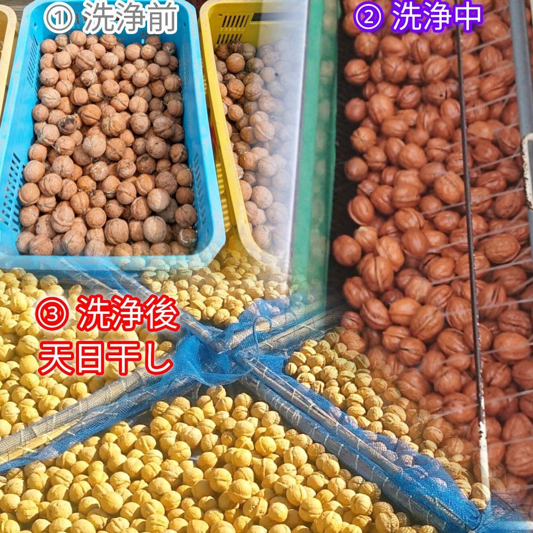 くまたくん商品 25年産 新物 国産 殻付き信濃くるみ 長野県産