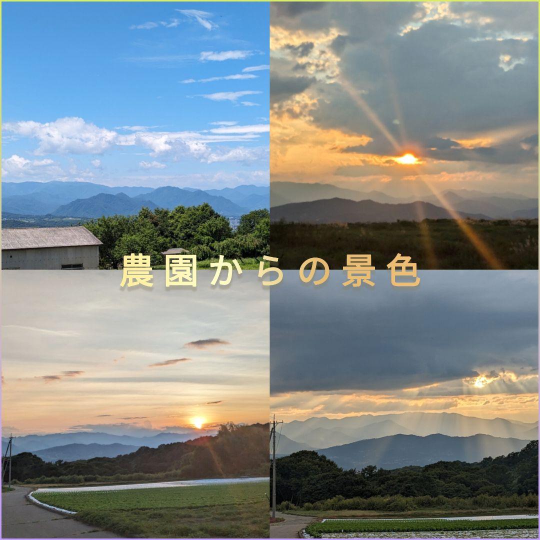 くまたくん商品 25年産 新物 国産 殻付き信濃くるみ 長野県産