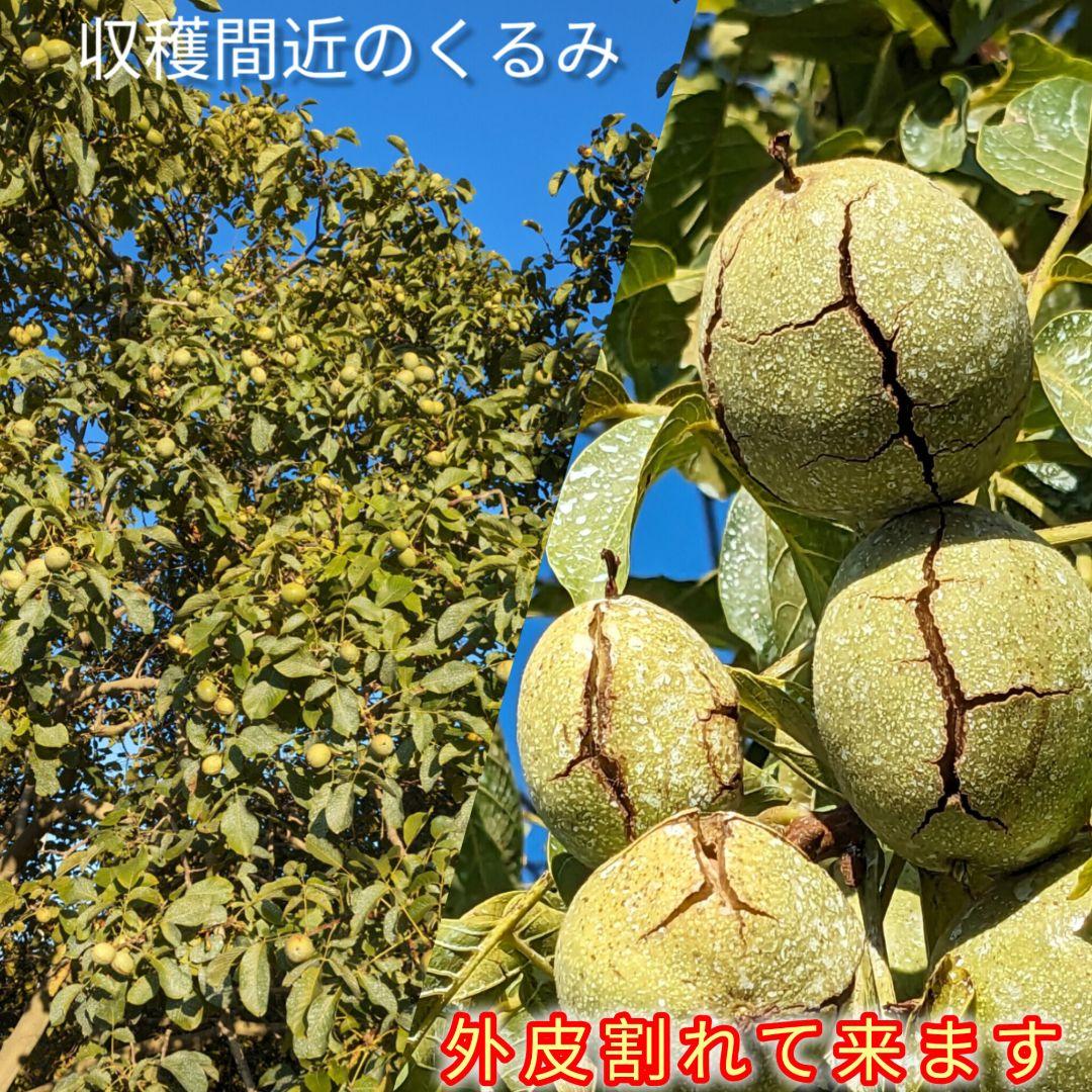 くまたくん商品 25年産 新物 国産 殻付き信濃くるみ 長野県産