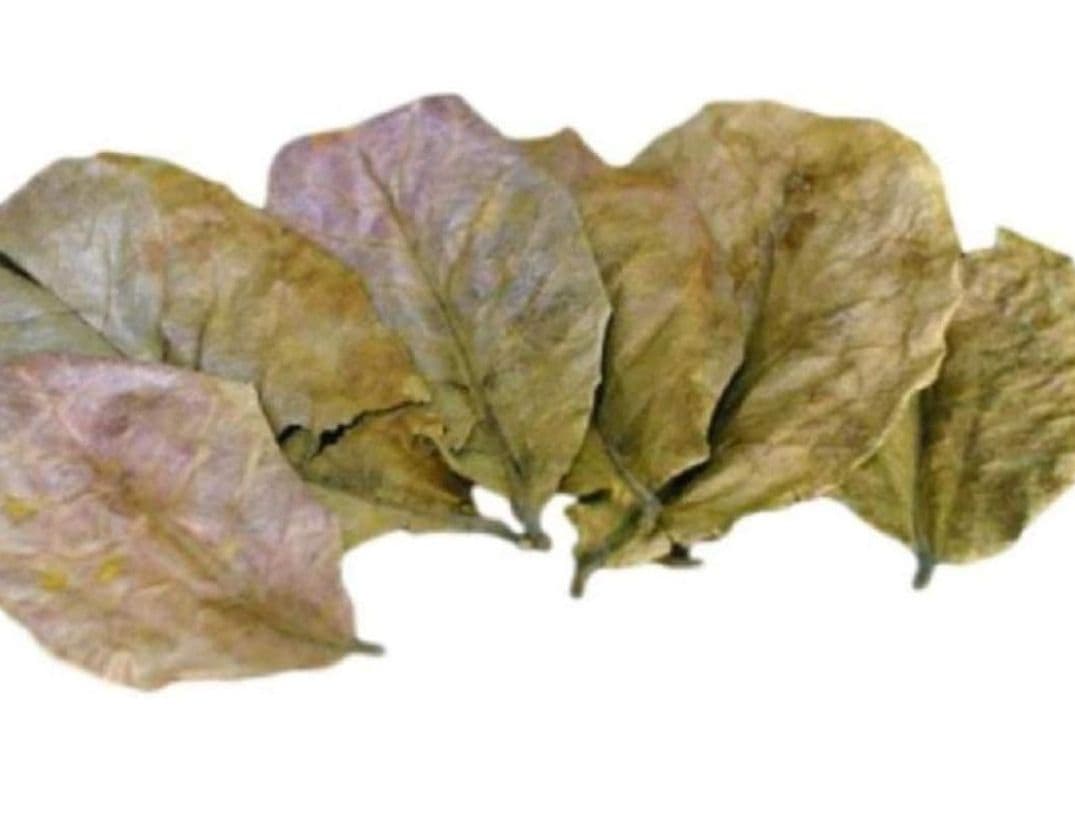 とし大小様々　無農薬マジックリーフ　天然ももたまな葉　1500　枚