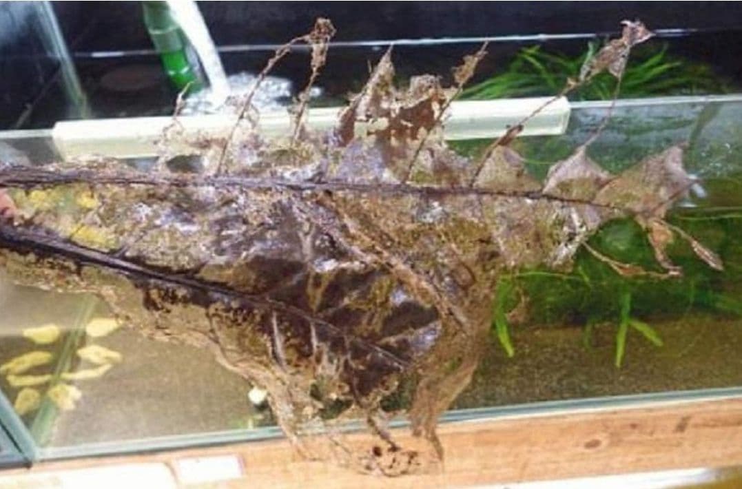 とし大小様々　無農薬マジックリーフ　天然ももたまな葉　1500　枚