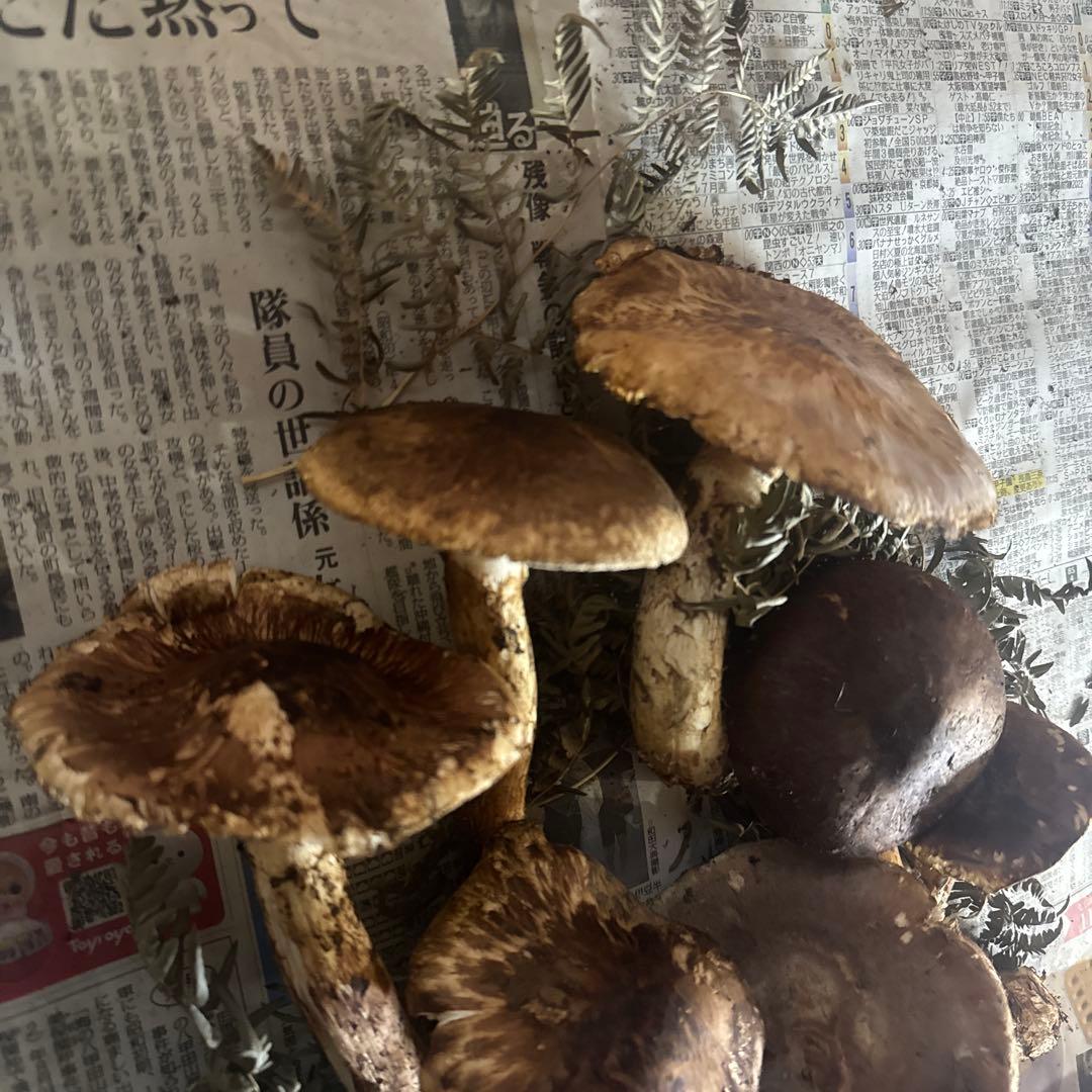 岩手県産 本日収穫 600ｇ 開き訳あり