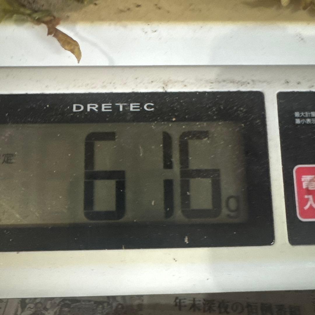 岩手県産 本日収穫 600ｇ 開き訳あり