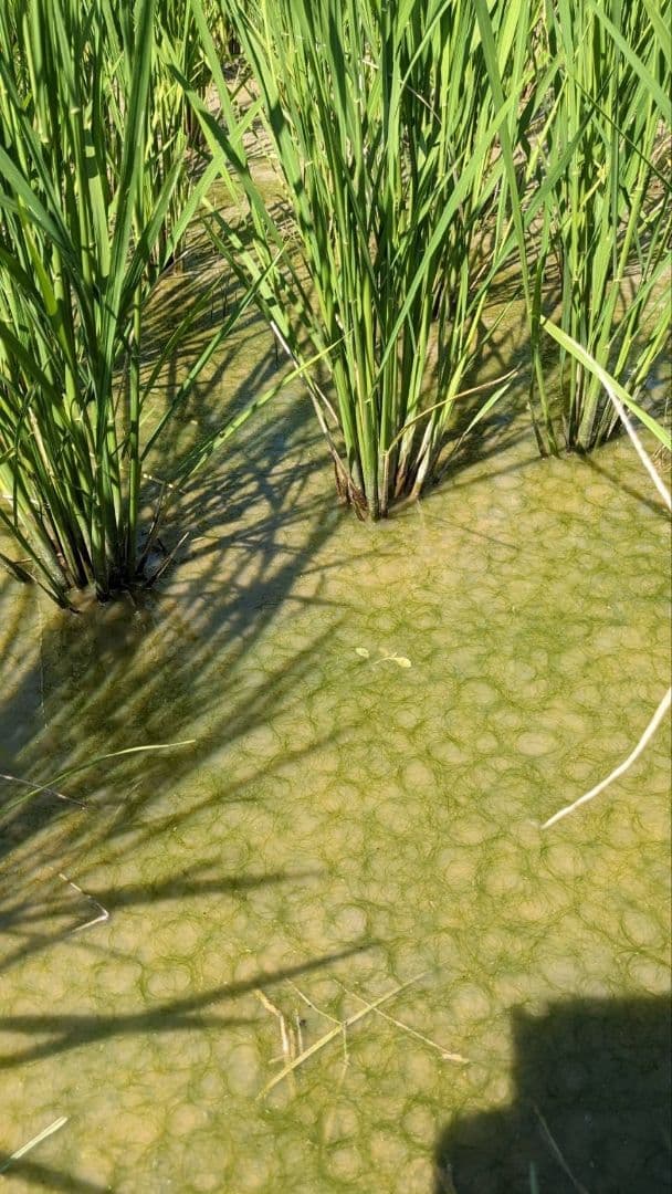 ササニシキ 玄米10kg 令和7年産 農薬不使用化学肥料不使用