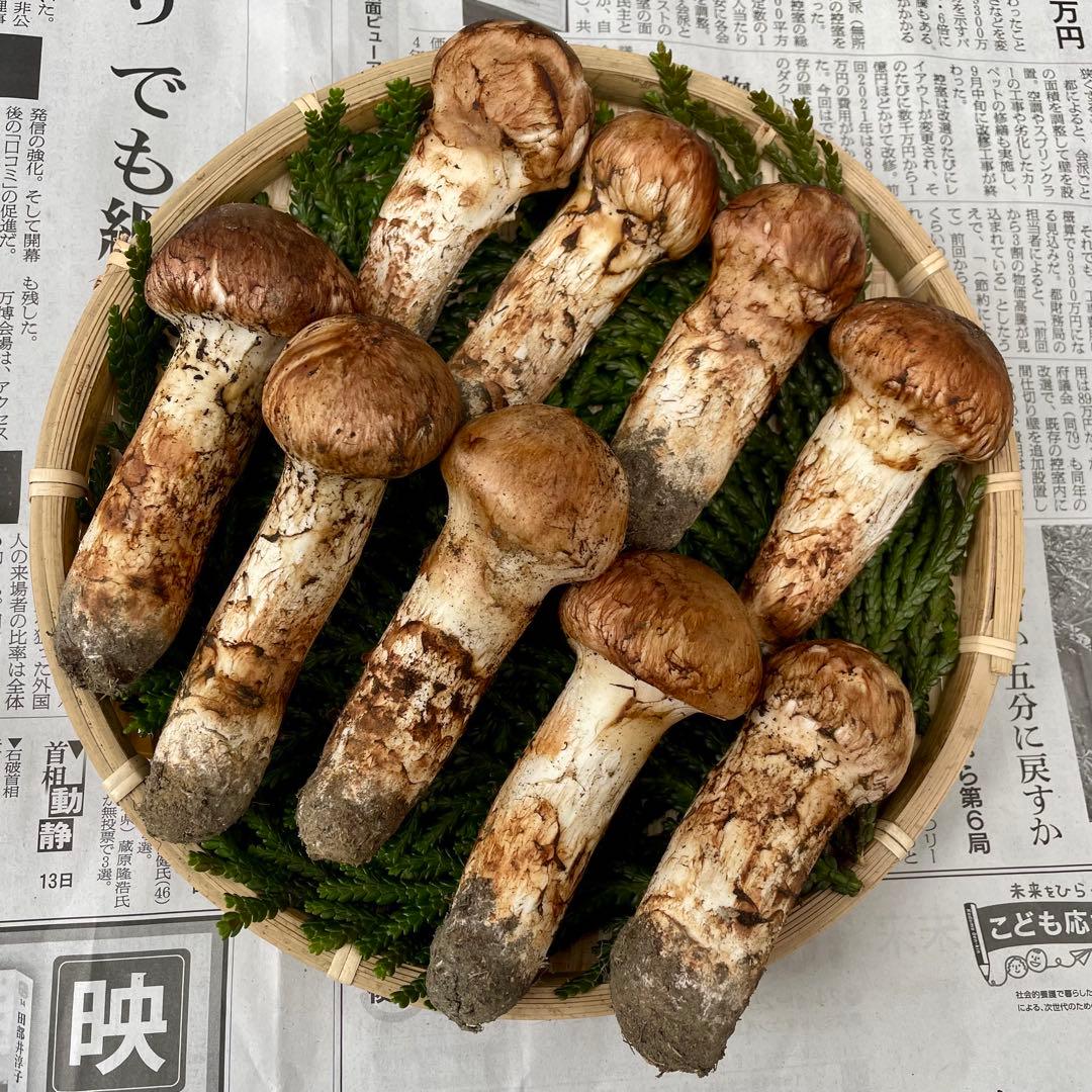 天然きのこ 松茸 国産 良品‼️ マツタケ まつたけ 森の凛さん採取 その136