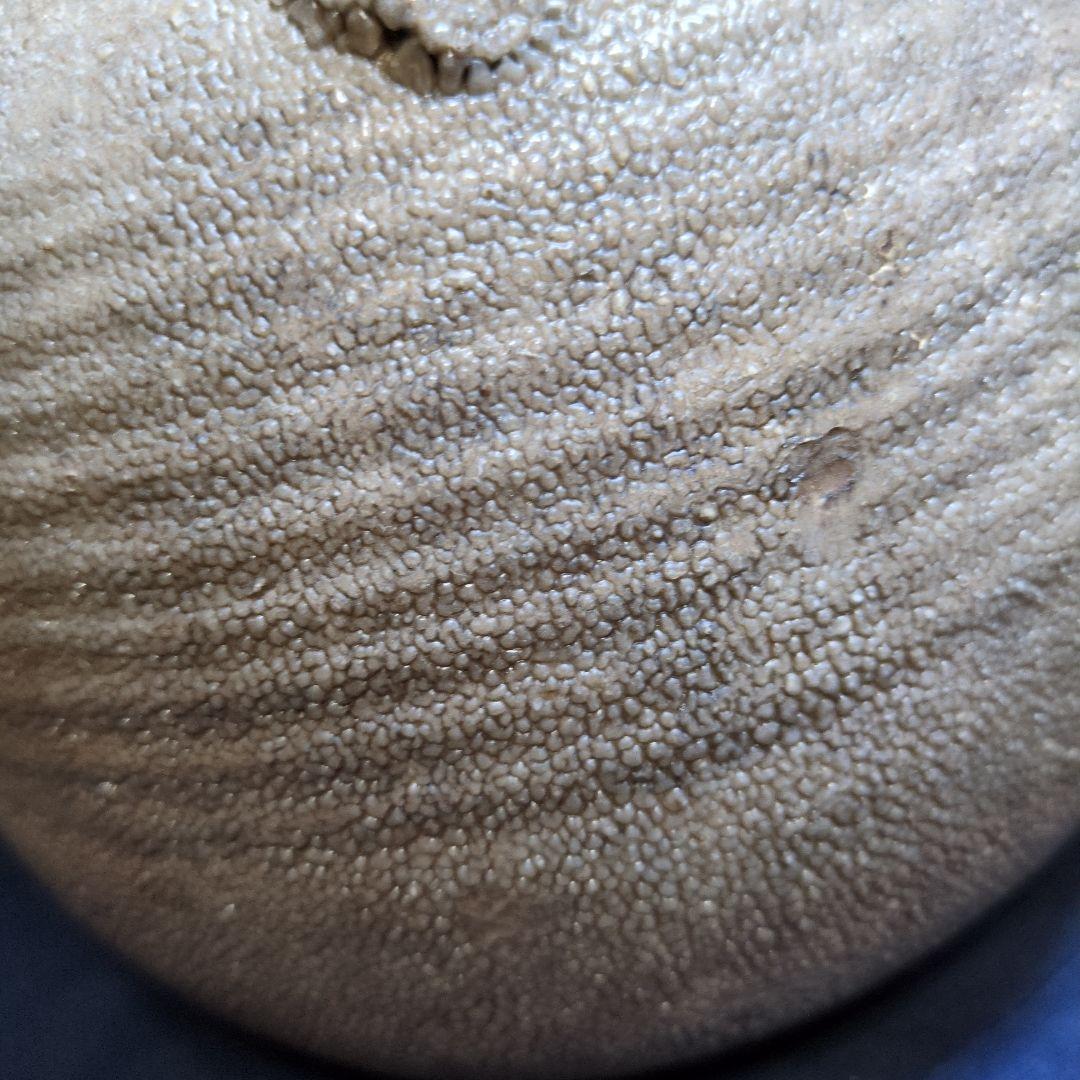 白灰色の陶磁器製茶釜 土瓶竹製持ち手付き骨董(江戸中期)