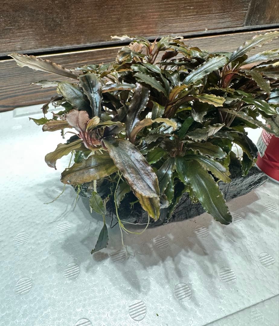 つ*ね様 ブセファランドラ クアラクアヤン タイプ II 大株 石付き