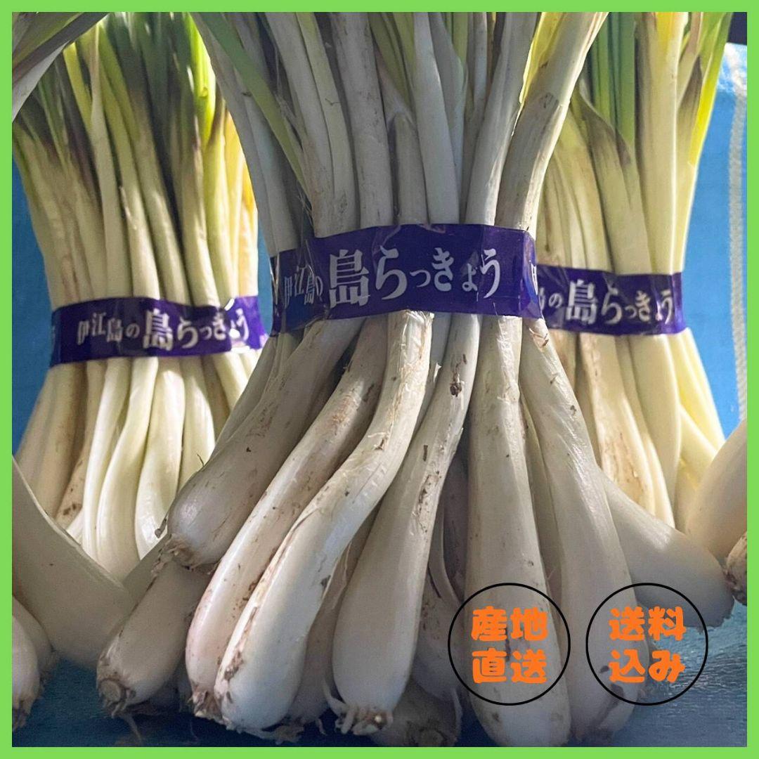 【伊江島産】 ５ｋｇ 島らっきょう 農家直送 新鮮 朝採れ 沖縄産 送料込み