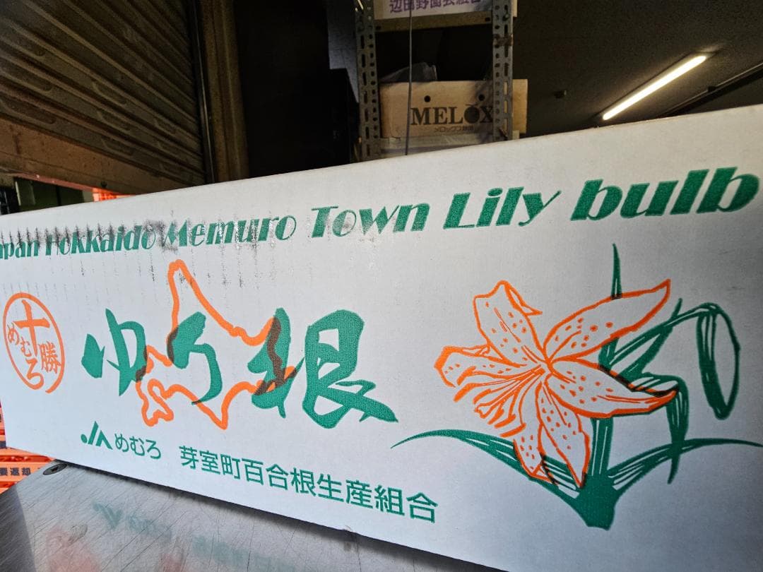 百合根　ゆりね　特大2L　5K　33個入り