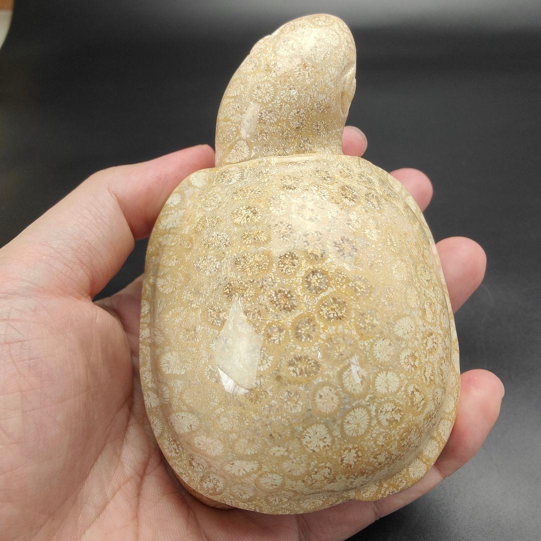 1 サンゴの化石　亀　(大)　天然石　 菊目石　珊瑚　コラール　縁起物　魔除け