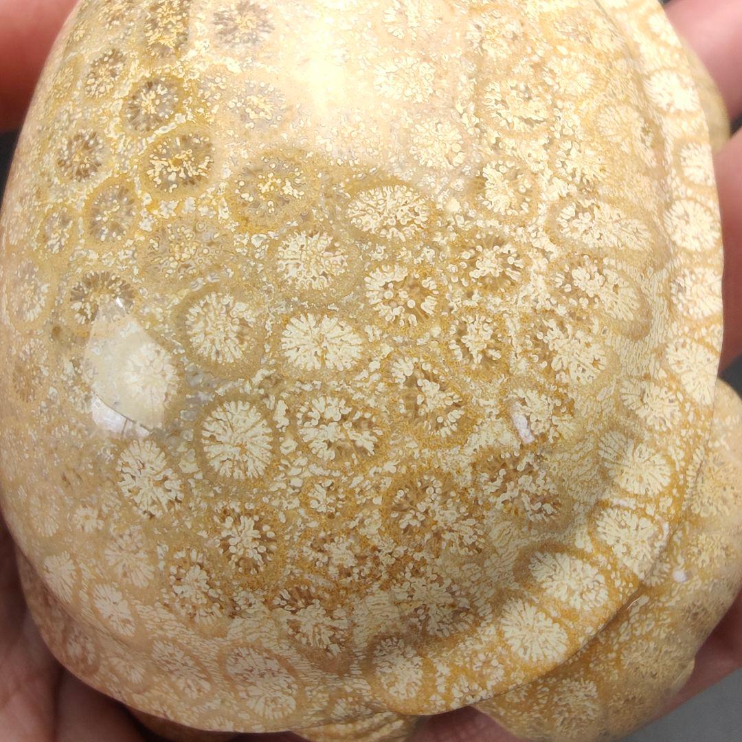 1 サンゴの化石　亀　(大)　天然石　 菊目石　珊瑚　コラール　縁起物　魔除け