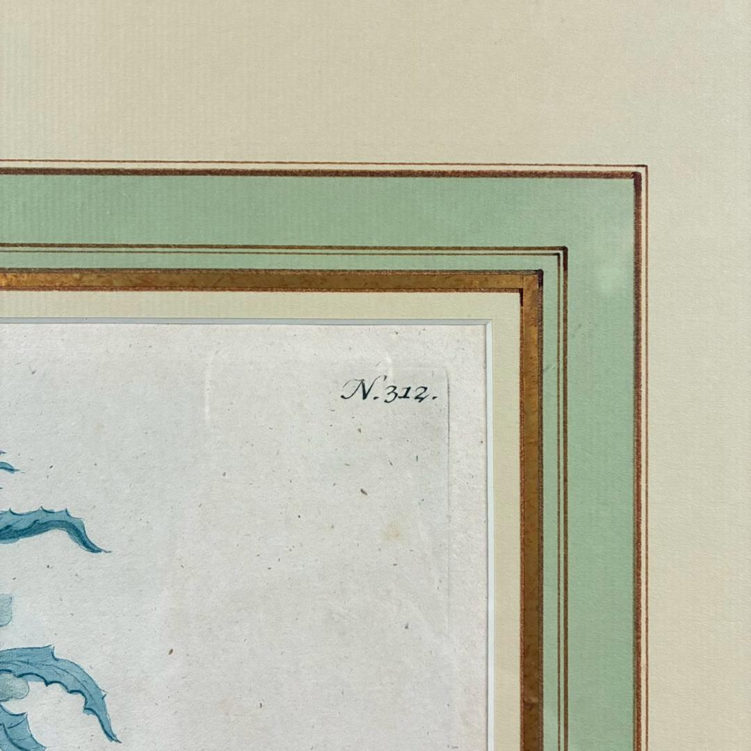 ヨハン・ヴァインマン「アザミ」銅版画+手彩色 作品保証書有 薬用植物図譜 ドイツ