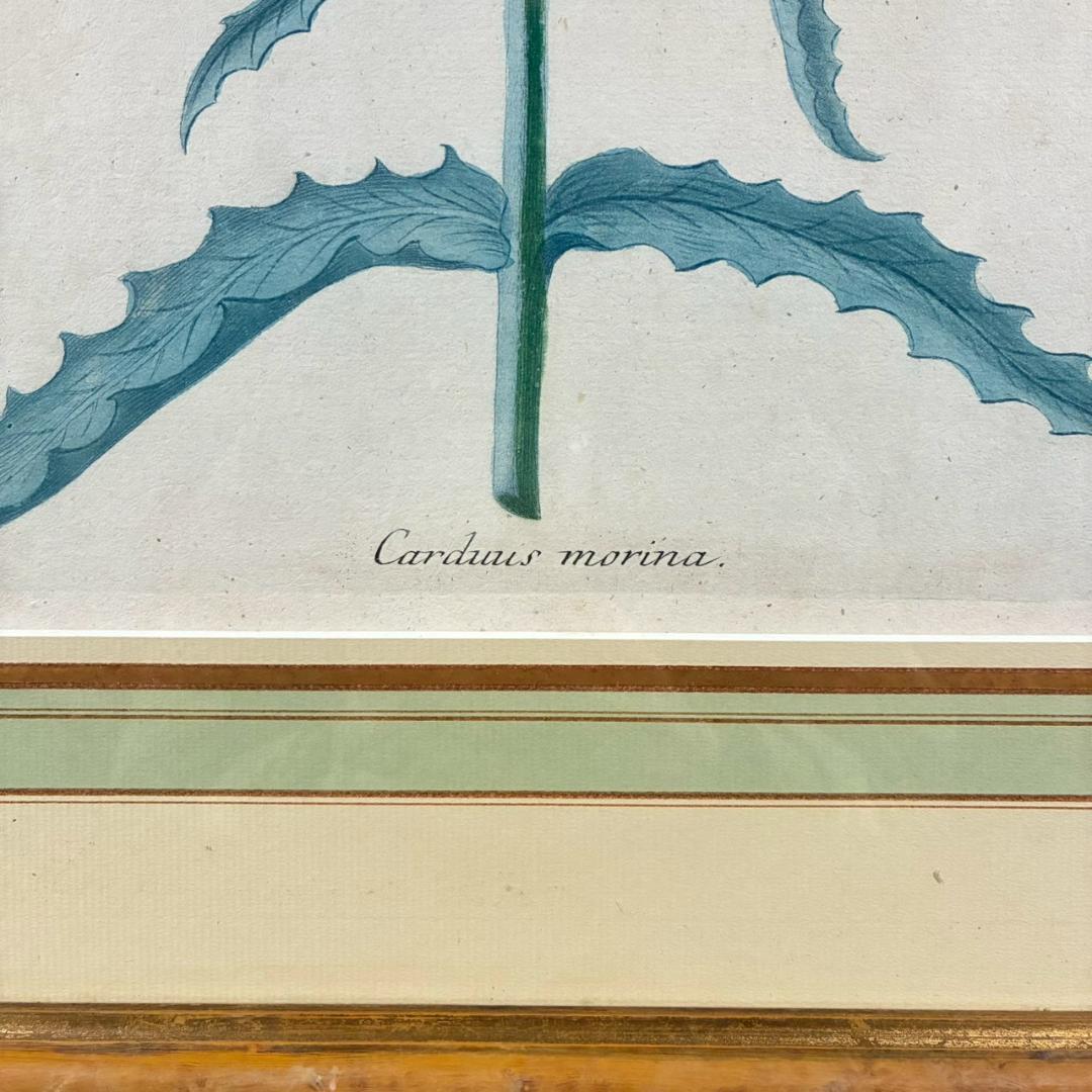 ヨハン・ヴァインマン「アザミ」銅版画+手彩色 作品保証書有 薬用植物図譜 ドイツ
