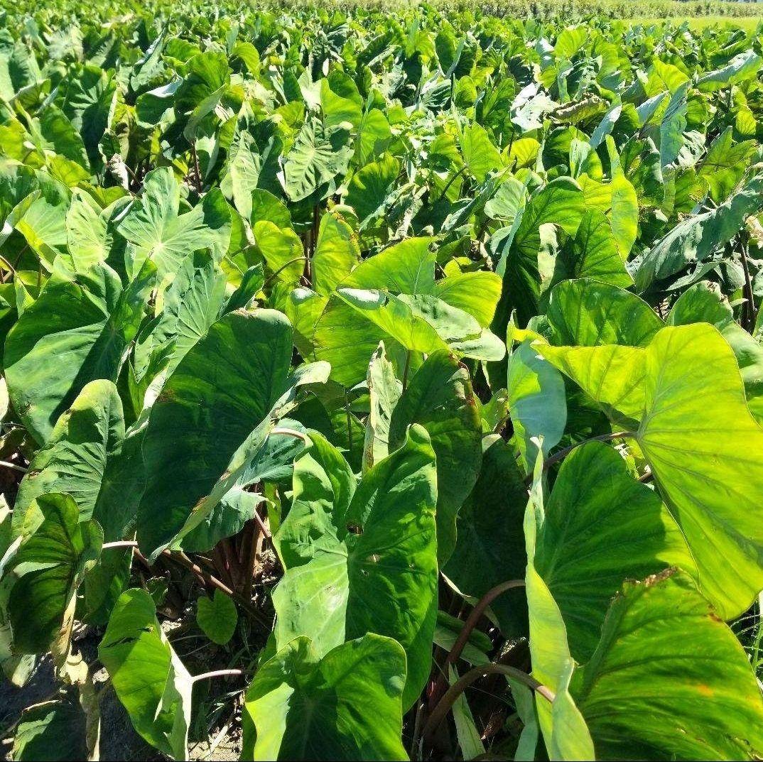 【tamakoyu1007】海老芋　子芋　8キロ　静岡県産