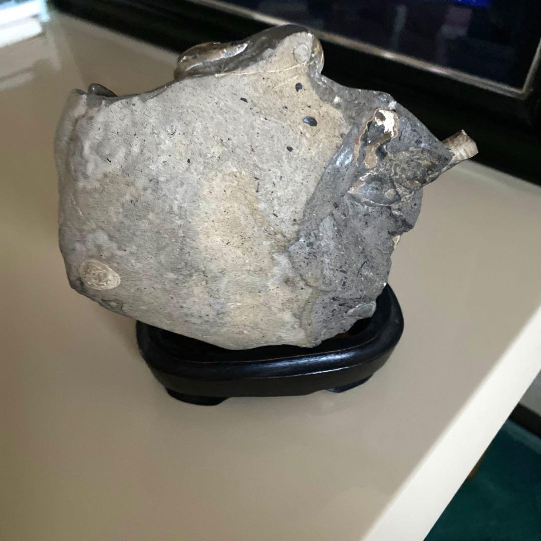 アンモナイト化石　台座付き　北海道産