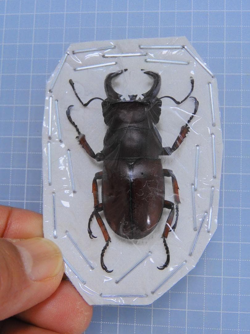 標本 Kenya Homoderus gladiator 48mm