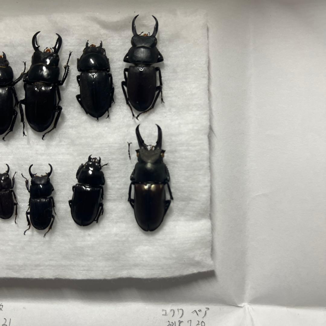 対馬クワガタセット