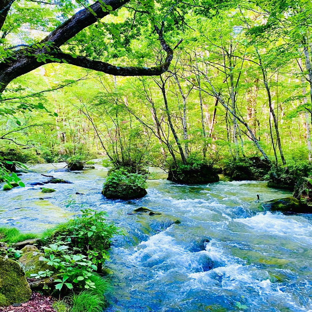 タネ にんにく 消毒済み 大サイズ 青森県産 福地ホワイト六片 種用ニンニク