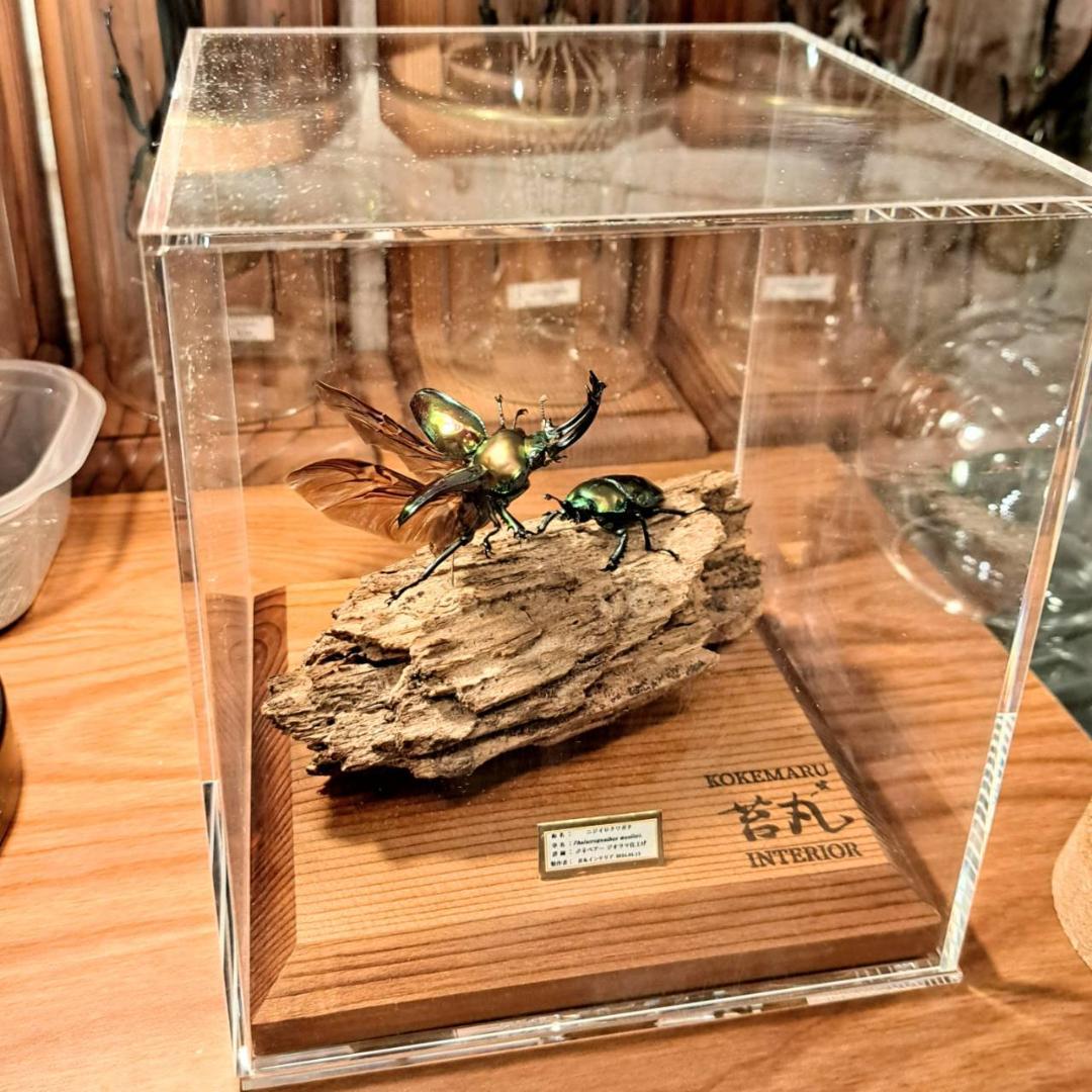 【ショーケース】150×150×180 ※アクリル製ケース、無垢材土台