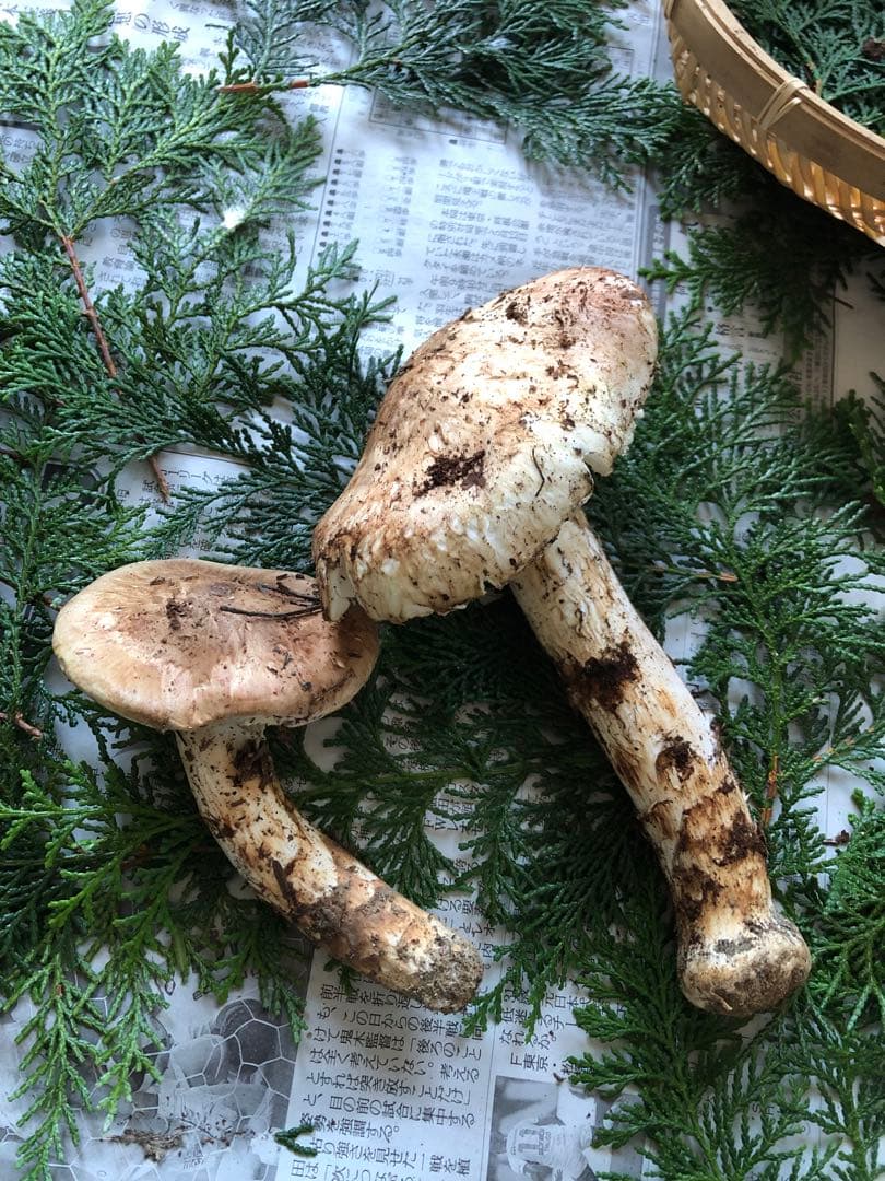 松茸 開き