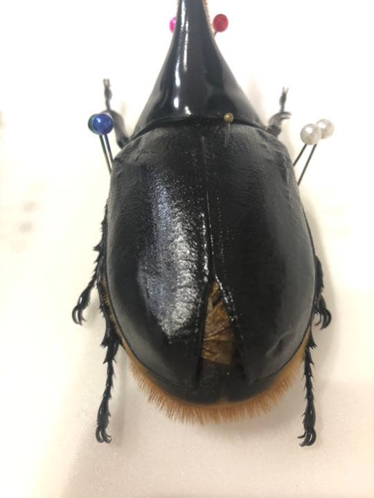 サタンオオカブト！大型！標本！