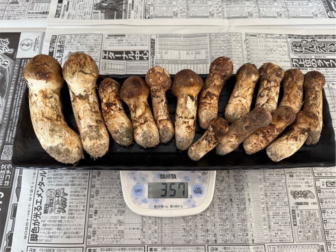 松茸　北海道　350g 送料込