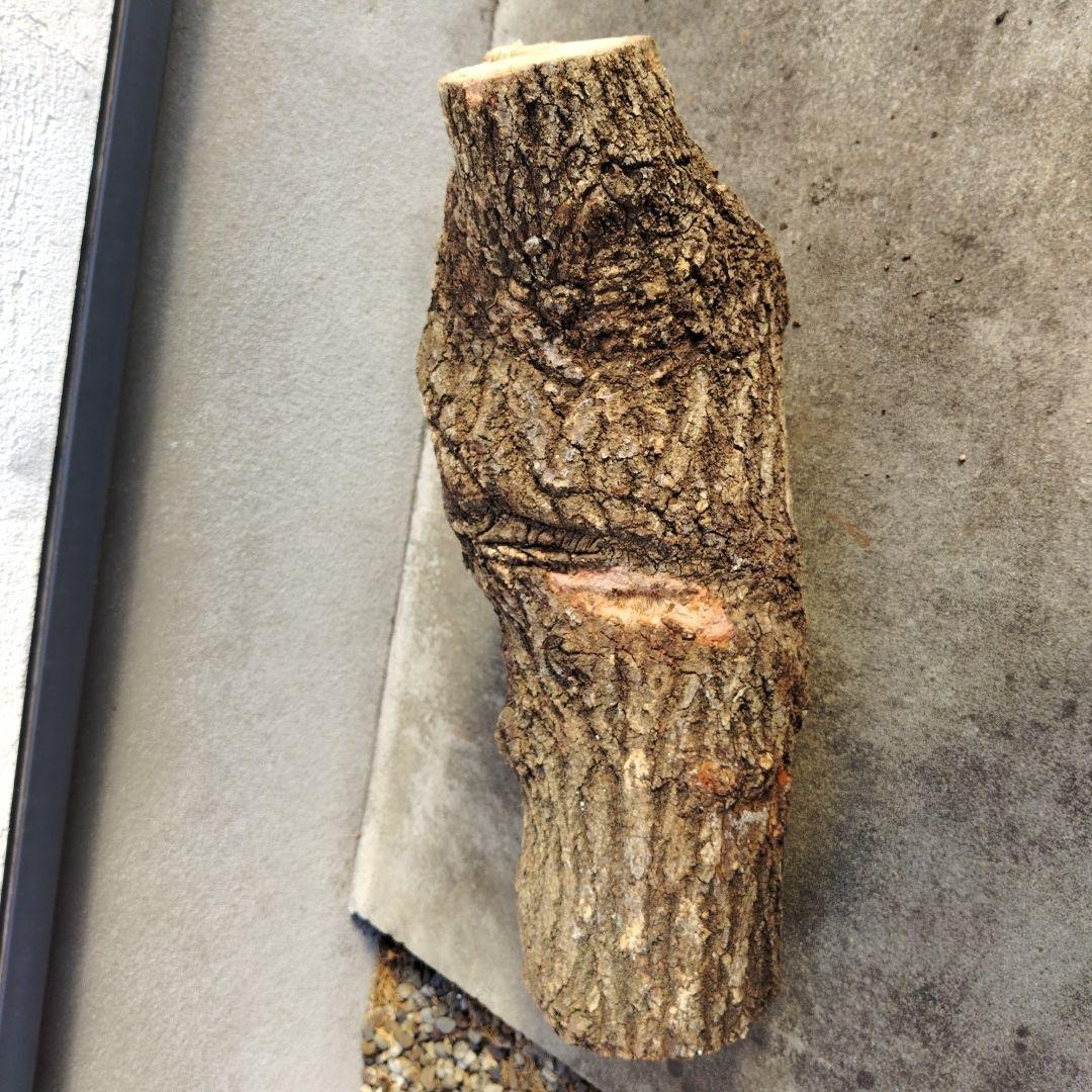 クヌギ　カブトムシ　クワガタ用