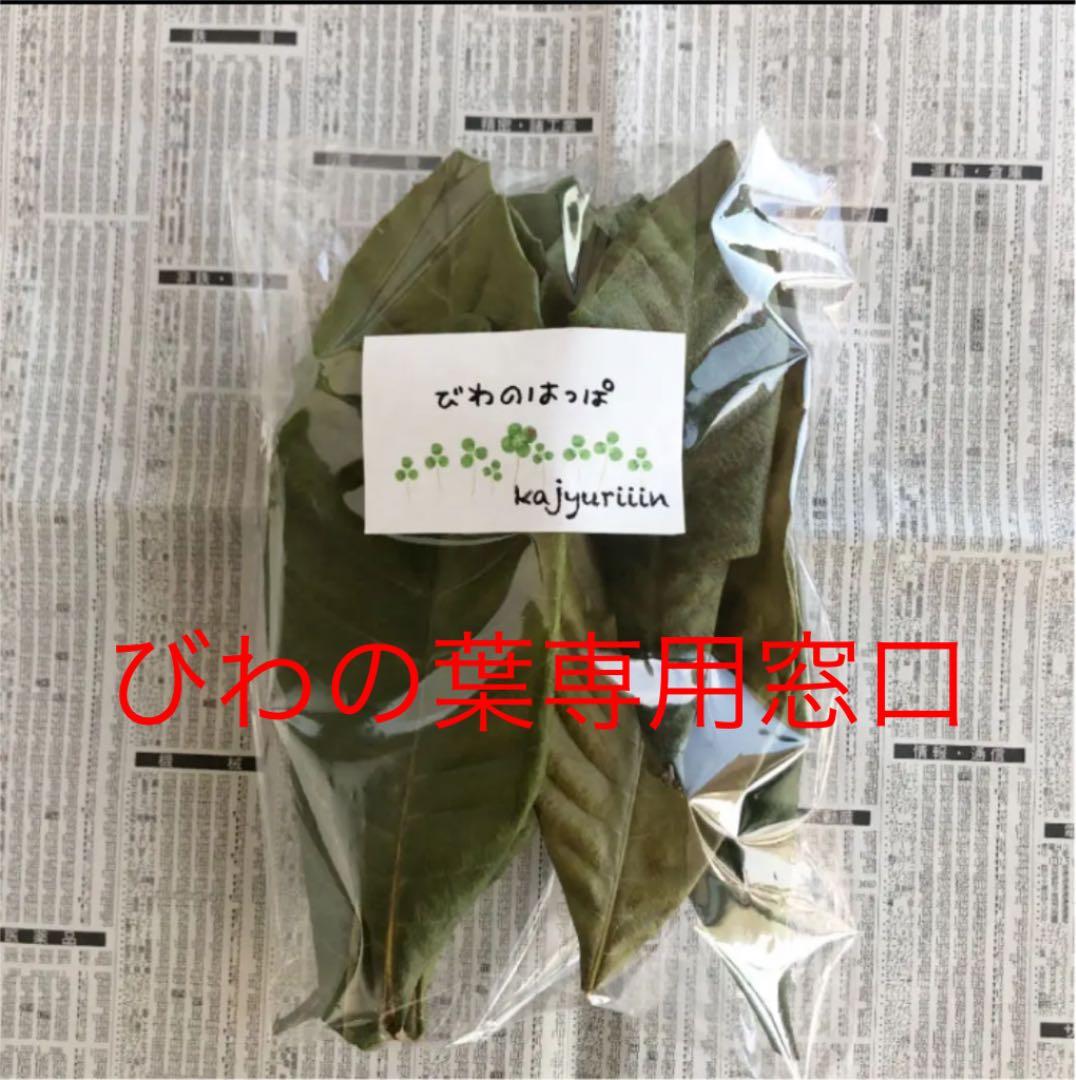 びわの葉っぱ！　乾燥or生葉