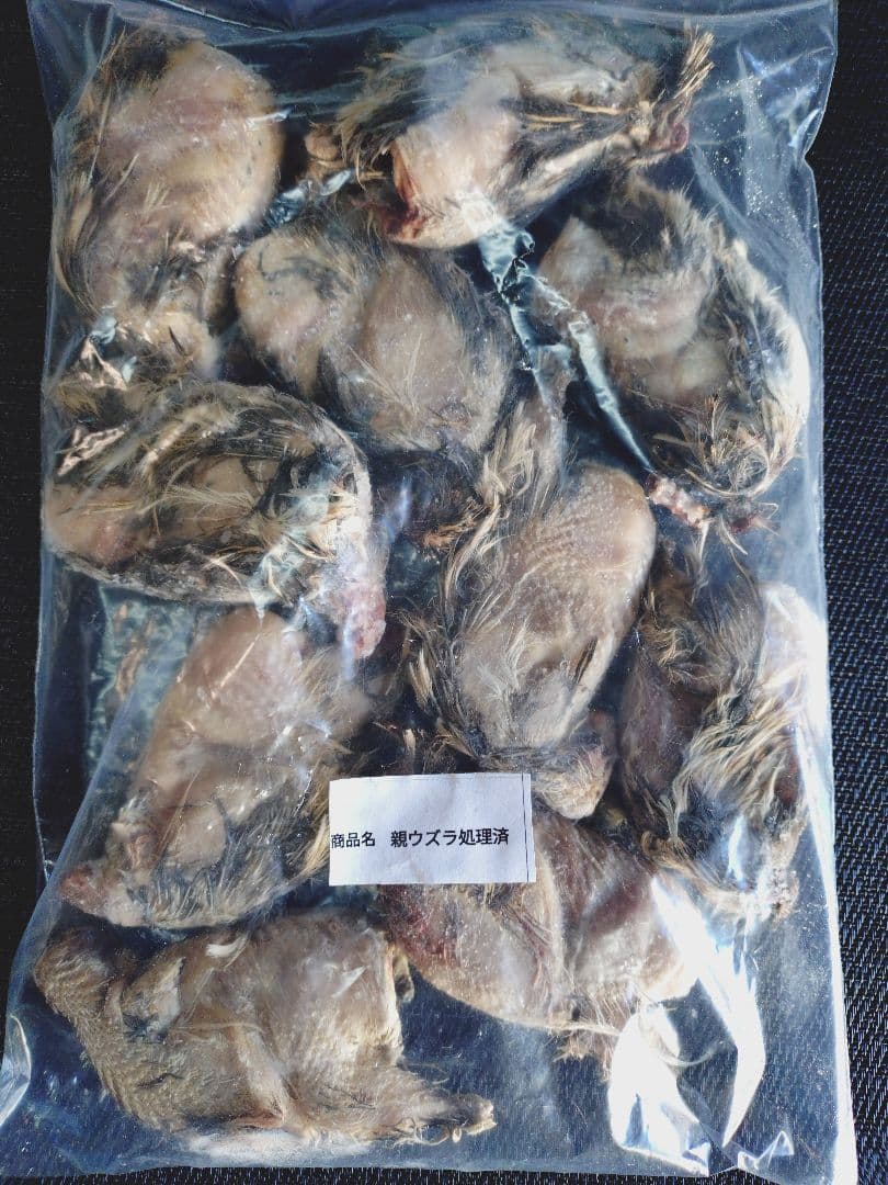 送料無料　冷凍親ウズラ処理済み30羽