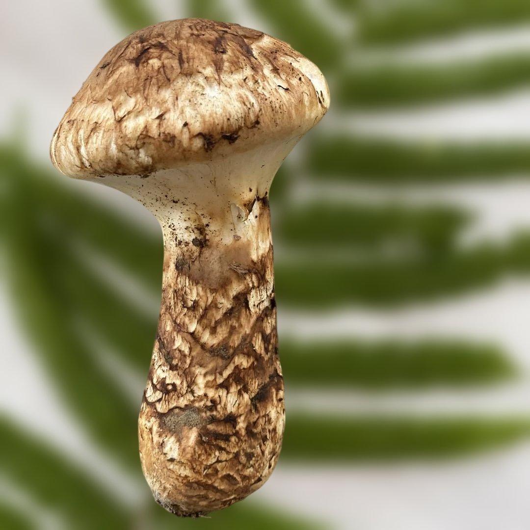 国産蕾松茸１８０g