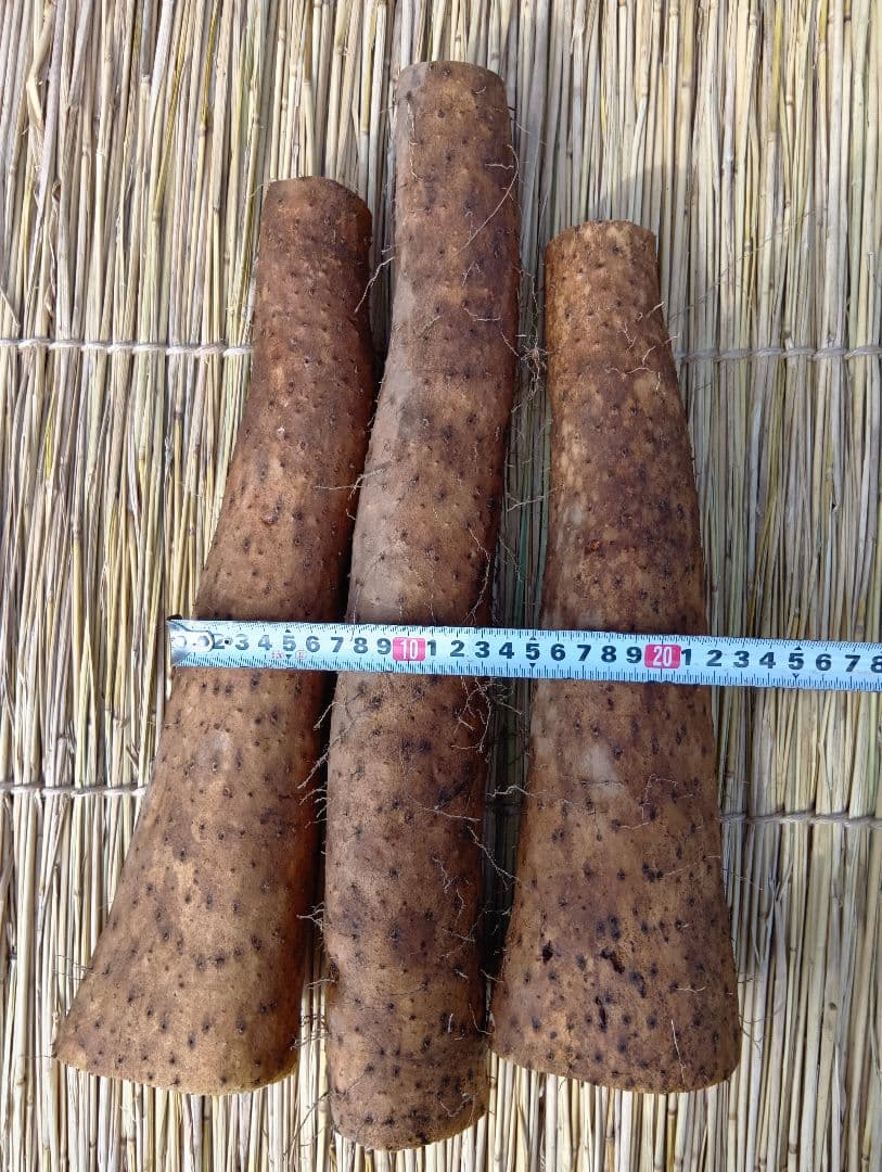 ★新鮮な大きめな長芋たっぷり◆