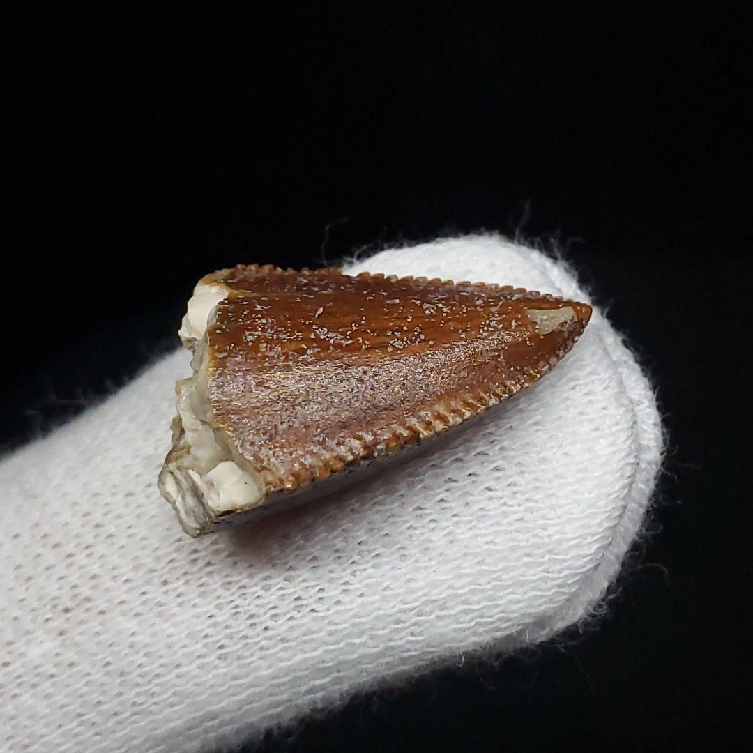 博物館級 マジュンガサウルス 恐竜 歯 化石 本物 19.30mm fr67