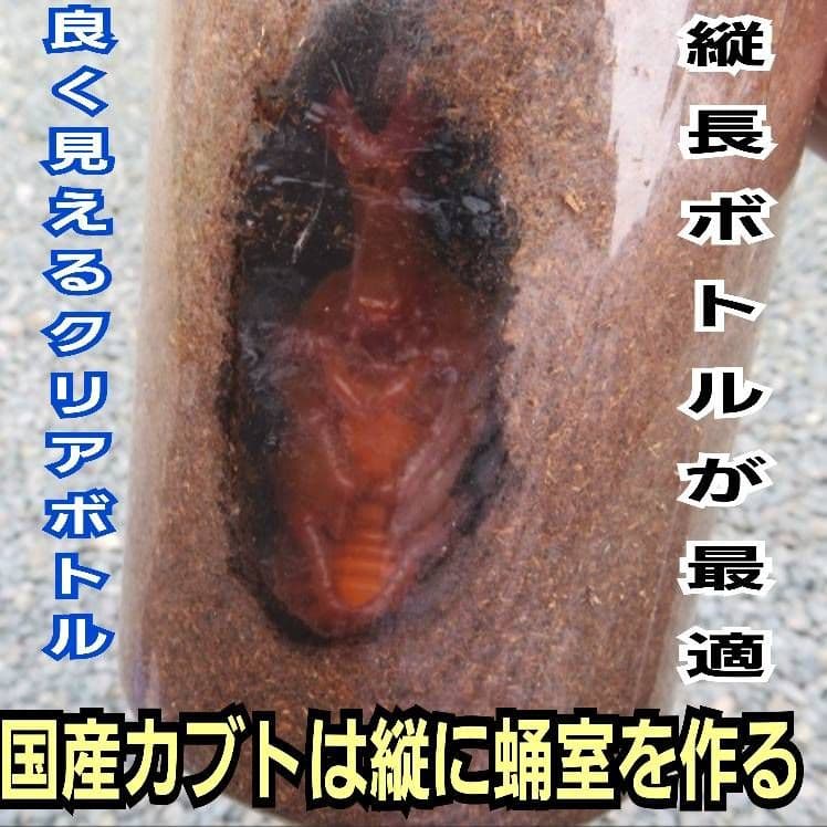 発酵マット入り！国産カブトムシ幼虫1頭飼育専用縦長クリアボト【12本セット】