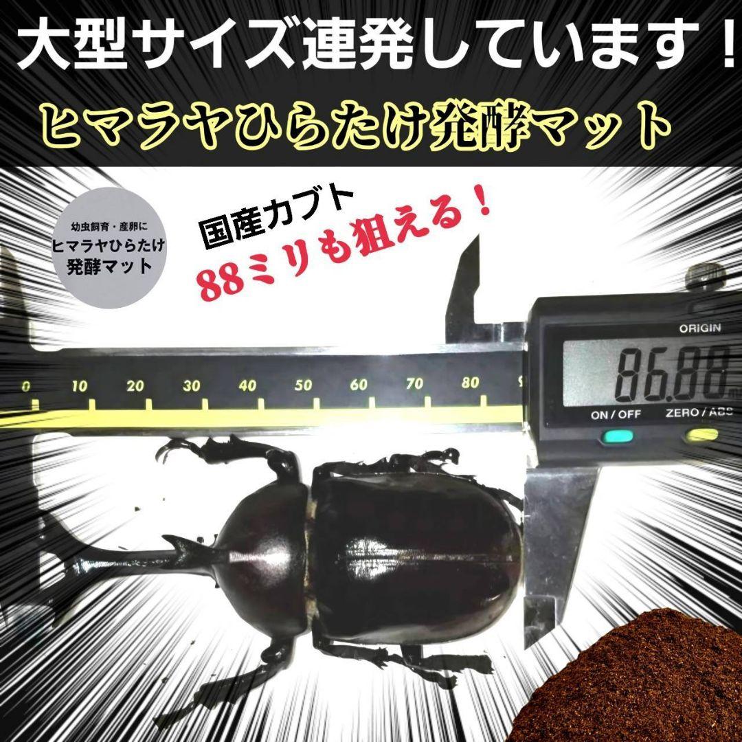 発酵マット入り！国産カブトムシ幼虫1頭飼育専用縦長クリアボト【12本セット】
