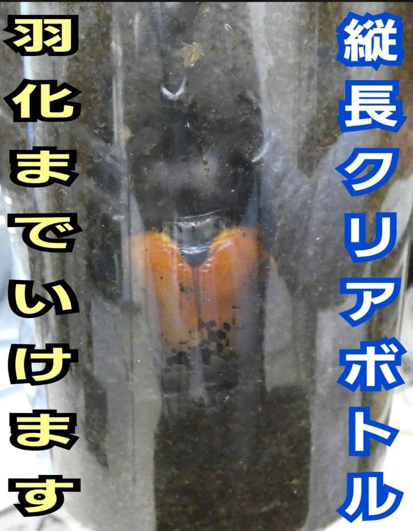 発酵マット入り！国産カブトムシ幼虫1頭飼育専用縦長クリアボト【12本セット】