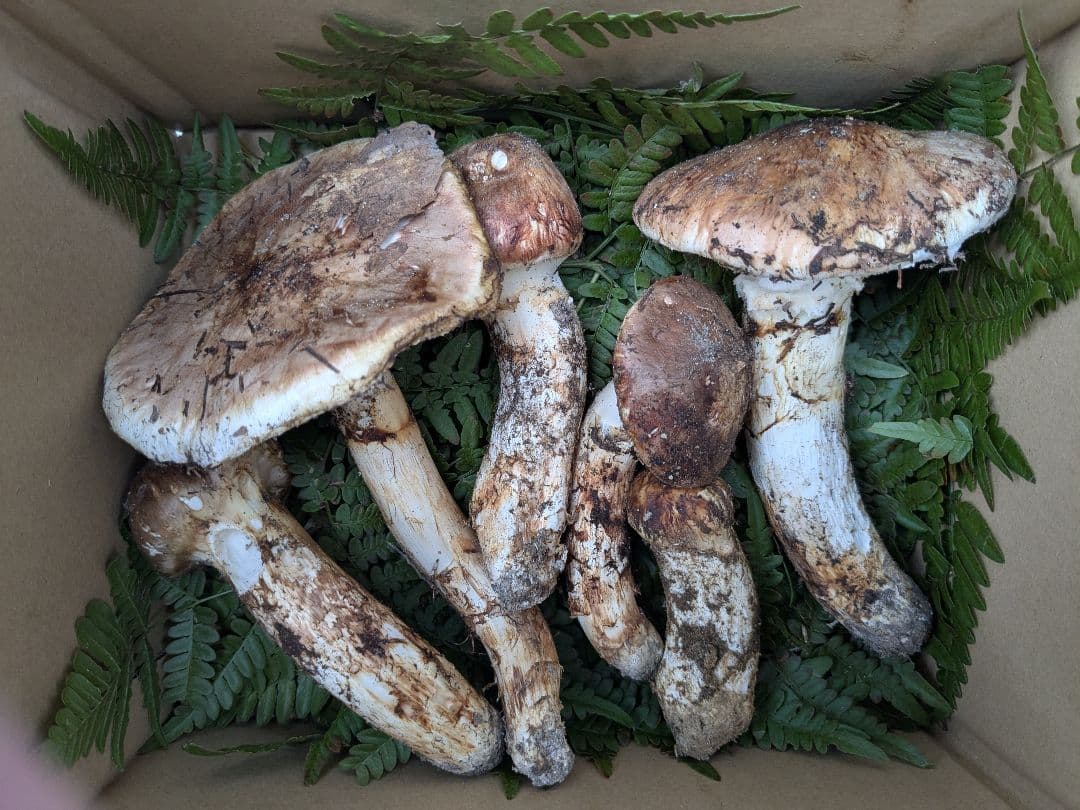 岩手県岩泉　松茸　400g