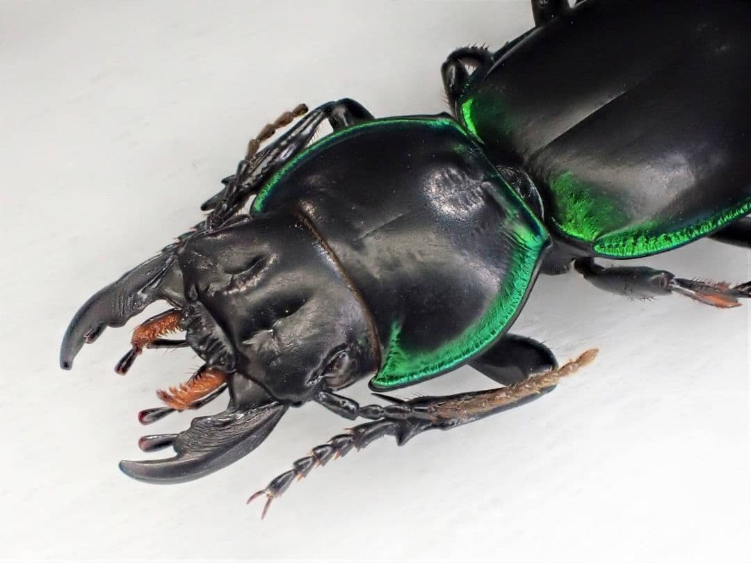 アメリカ産ゴミムシ