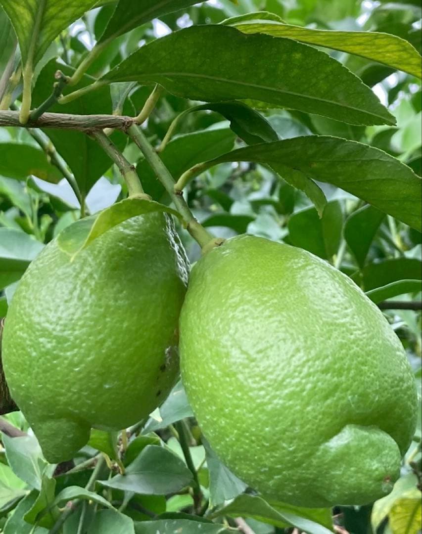 瀬戸内広島レモン♪15kg 農家直送