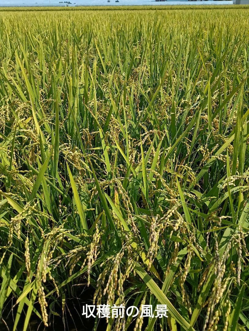 ななつぼし　白米10kg( 5kg袋×2)