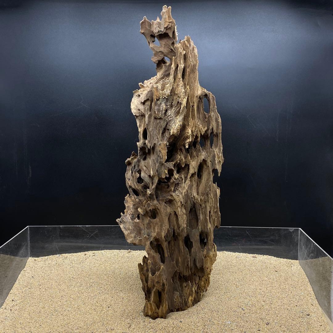 MMW-6463 特大マシンガンウッド　流木　アクアリウム