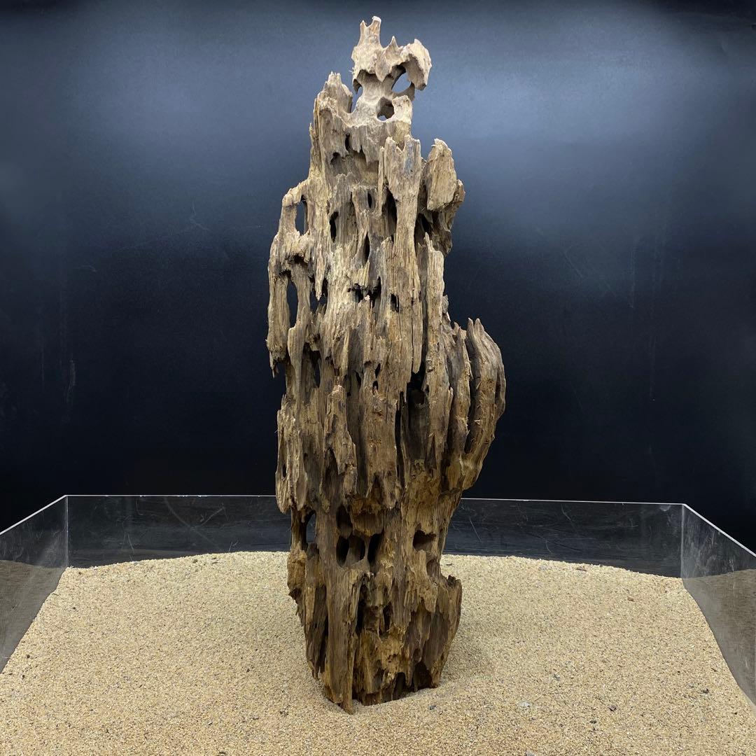 MMW-6463 特大マシンガンウッド　流木　アクアリウム