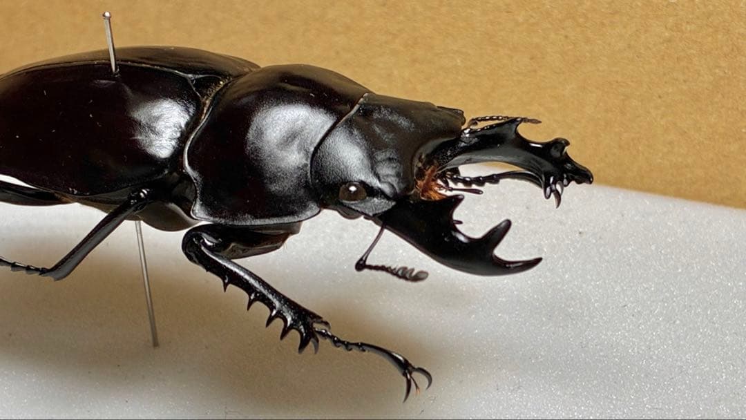 昆虫標本 大型ヤエヤママルバネクワガタ62.7mm 飼育品