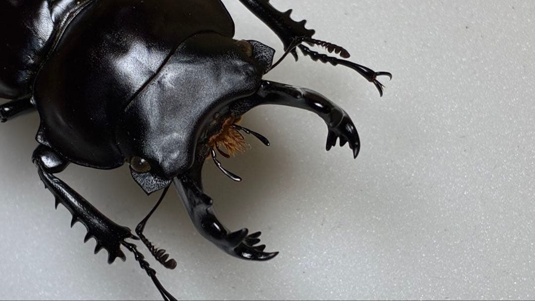 昆虫標本 大型ヤエヤママルバネクワガタ62.7mm 飼育品